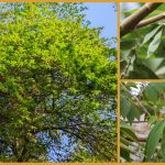 Pflanzenwelt Karibik – die Jamaika Beere